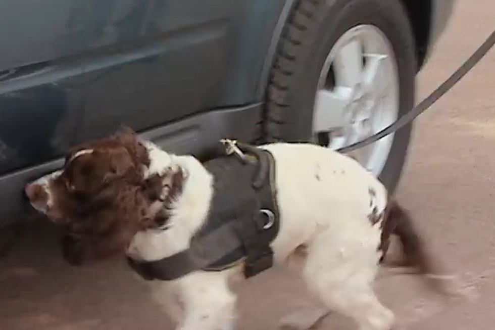 The Drug Dogs of Wyoming Highway Patrol [VIDEO]