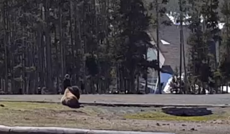 Woman Attempts To Pet Bison Opening Day At Yellowstone National Park [VIDEO]