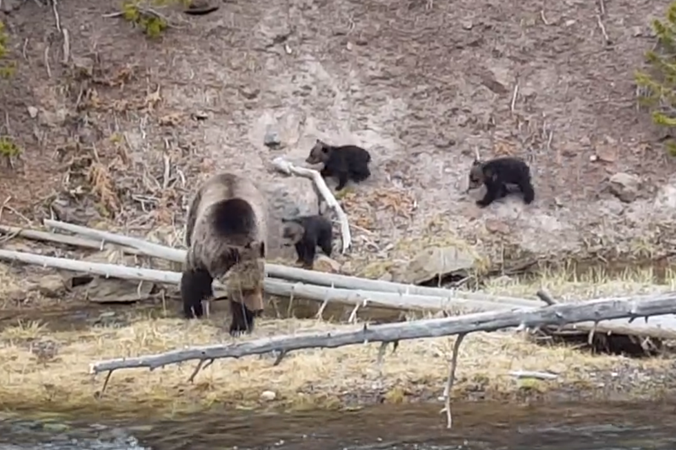 Bear Cubs In Yellowstone [VIDEO]
