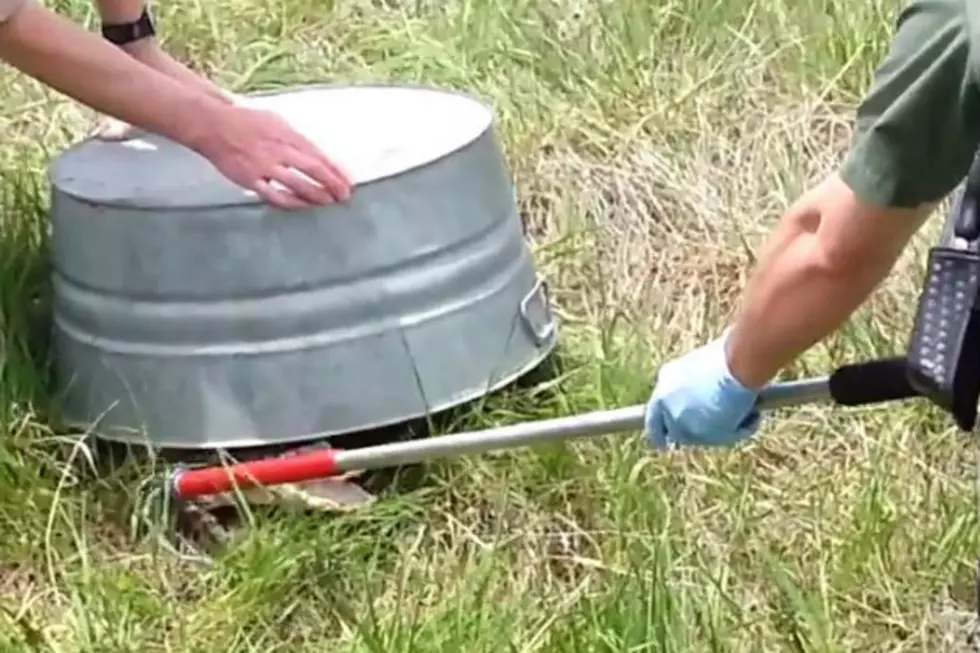 Alligator Captured by Wyoming Animal Control [VIDEO]