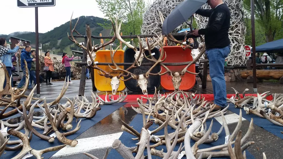 Elkfest Features 49th Annual Elk Antler Auction To Benefit Boy Scouts [VIDEO]
