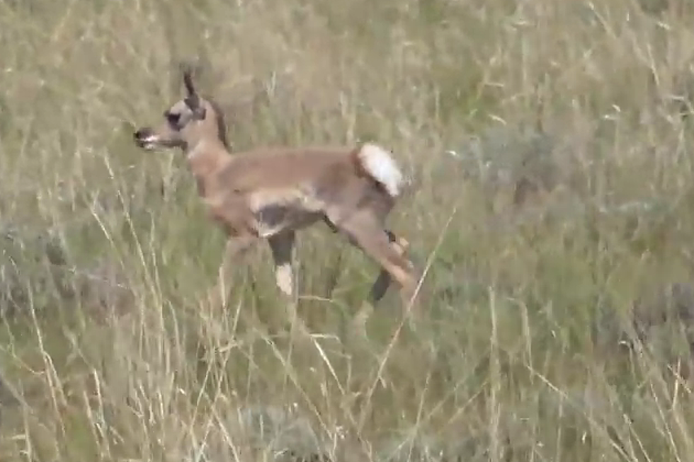 Adorable Antelope Fawn Prances Around Mother Near Bighorn [VIDEO]