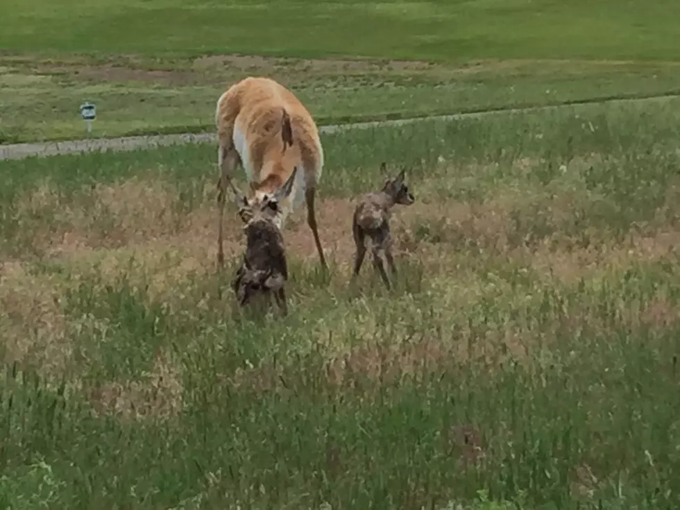 Pronghorn Antelope Gives Birth To Twins On Casper Municipal Golf Course [GALLERY]