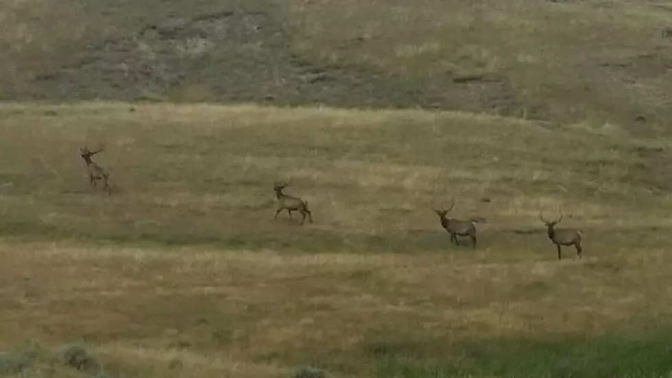4 Big Bull Elk Just East Of Edgerton, Wyoming [VIDEO]
