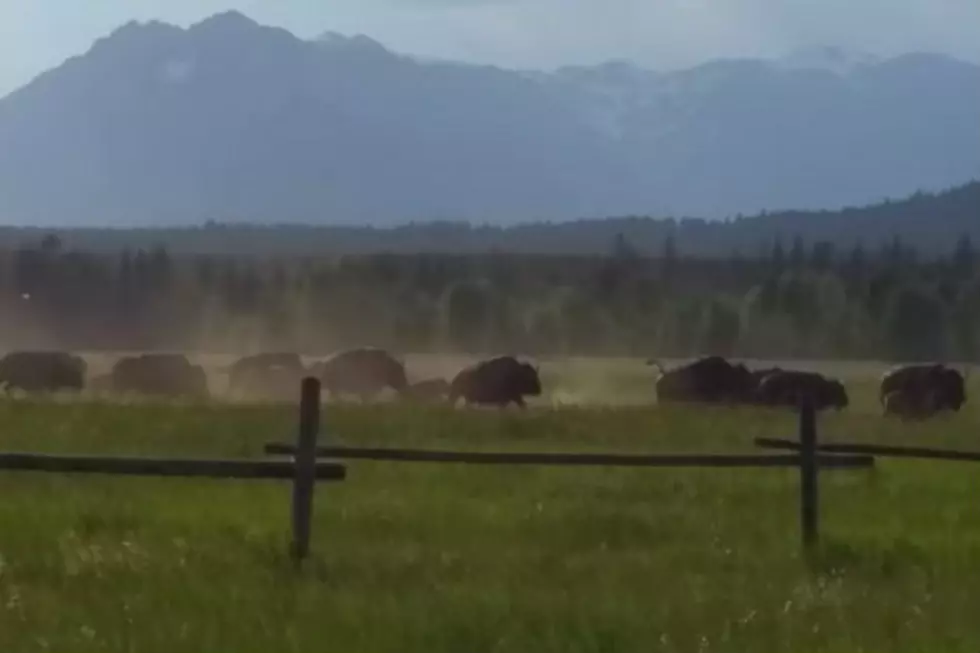 Herd of Buffalo Run and Jump Fence near Grand Tetons [VIDEO]