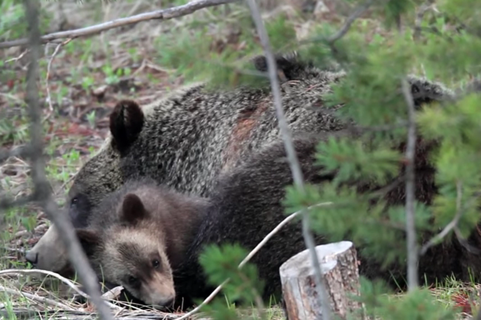 [WATCH] Video Showcases Beauty of Wyoming Wildlife