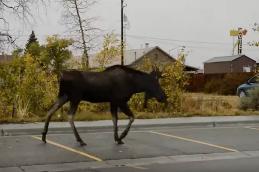 Moose Chilling at Motel in Pinedale [VIDEO]