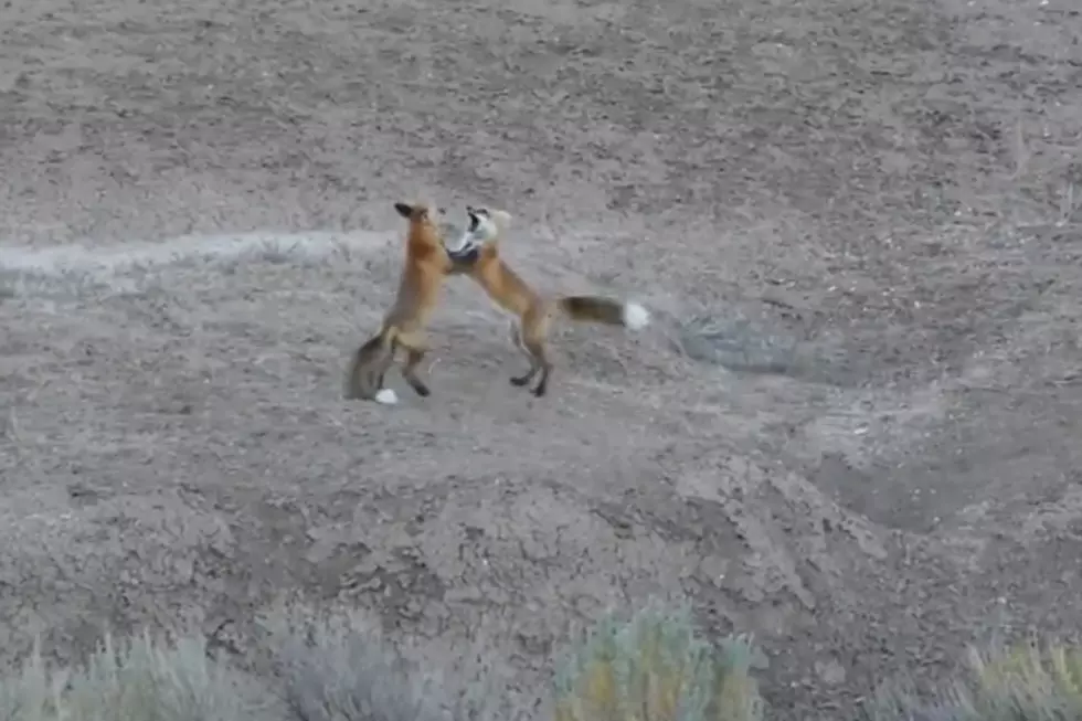 Playful Wyoming Foxes Wrestle for Onlookers [VIDEO]