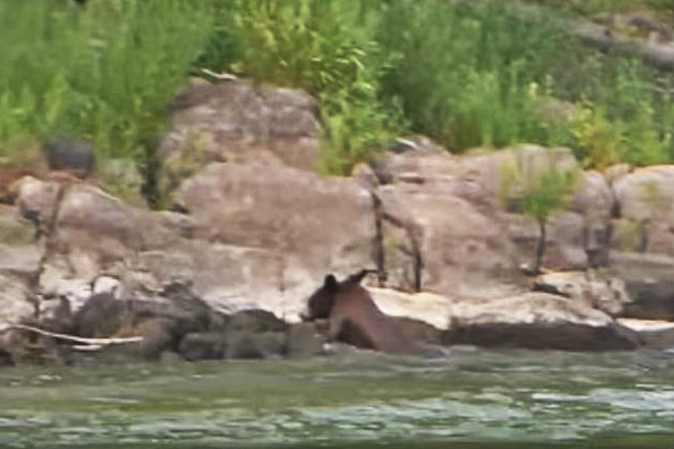 Why Did the Bear Swim Across Wyoming's Snake River? [VIDEO]