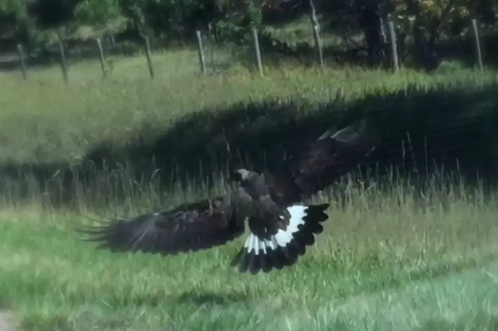 Watch Juvenile Bald Eagle in Slow Motion Flight [VIDEO]