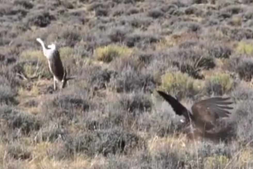 Golden Eagle Catches Jackrabbit in Dramatic Slow Motion [VIDEO]