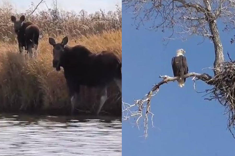See a Moose with Calf Plus Bald Eagle in One Place in Wyoming [VIDEO]