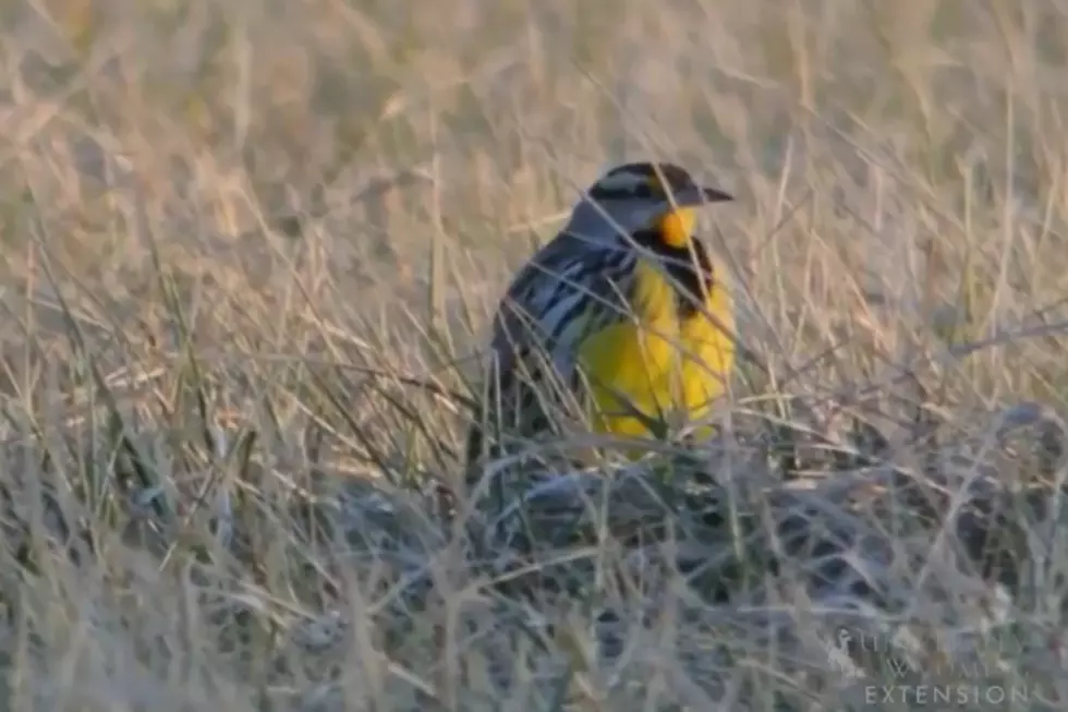 How Much Do You Know About Wyoming’s State Bird? [VIDEO]
