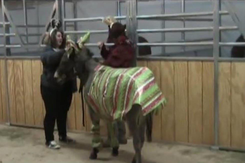 Wyomingites Show You How to Gift Wrap a Donkey for Christmas [VIDEO]