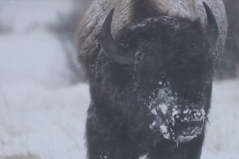 [WATCH] Oddly Satisfying Video of Bison Eating in Wyoming Blizzard