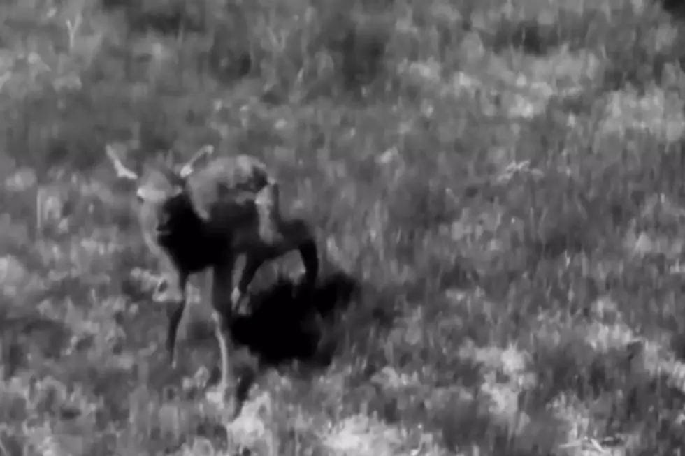 Vintage Film of the ‘Wapiti’ or Elk in Jackson Hole [VIDEO]