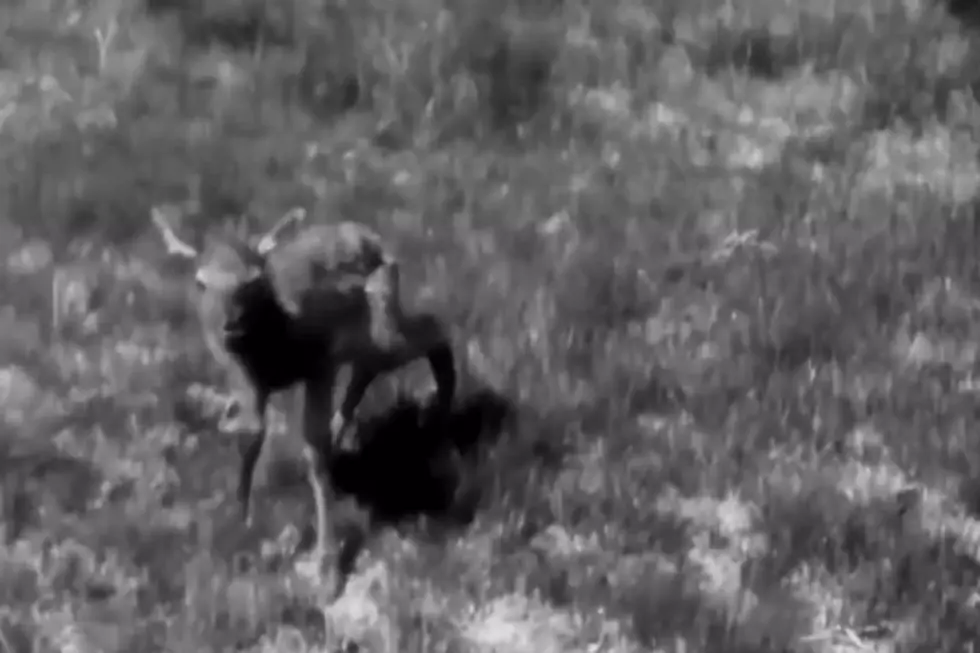 Vintage Film of the &#8216;Wapiti&#8217; or Elk in Jackson Hole [VIDEO]