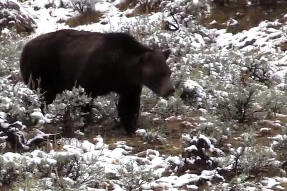 Grizzly Bear Strolling on Snowy Hill in Yellowstone [VIDEO]