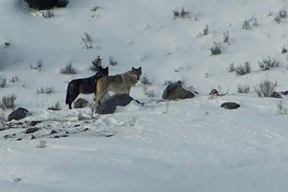 Witnessing A Wolf Pack in the Northern Range of Yellowstone [VIDEO]