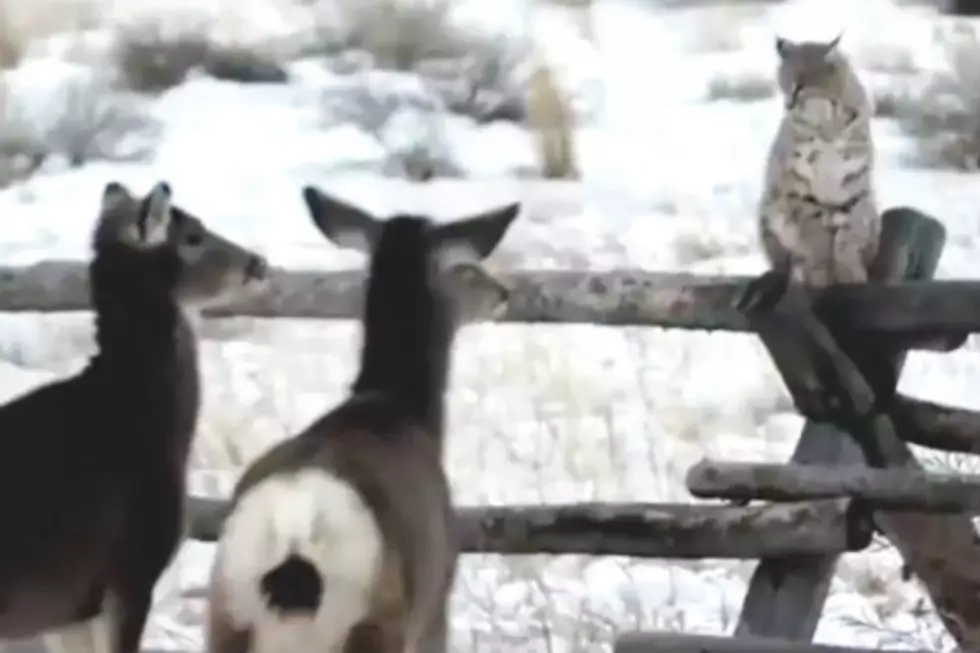 Wyoming Bobcat Hanging Out with Some Deer [VIDEO]