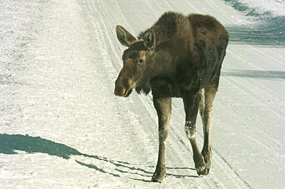 [VIDEO] Moose Gets in The Holiday Spirit Getting Wrapped In Lights