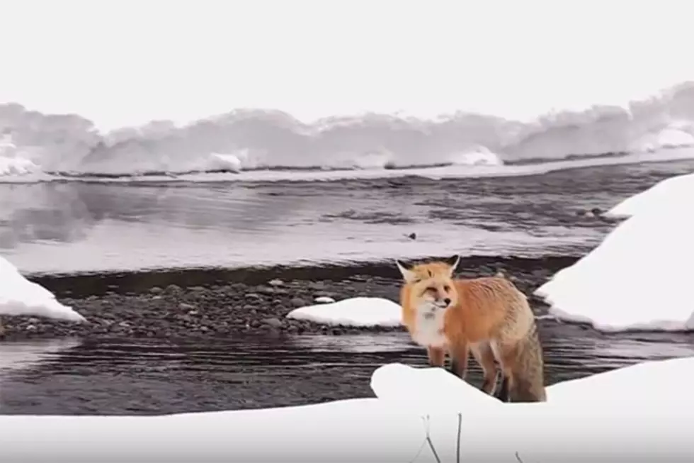 The Winter Doesn’t Stop the Wildlife in Yellowstone [VIDEO]