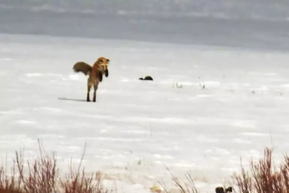 Fox Hunts by Diving Head First into the Yellowstone Snow [VIDEO]