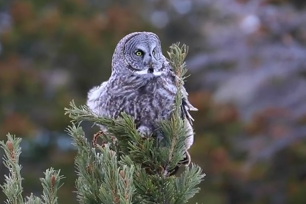 Wyoming Great Gray Owl Tries Not To Get Blown Out of Tree [VIDEO]
