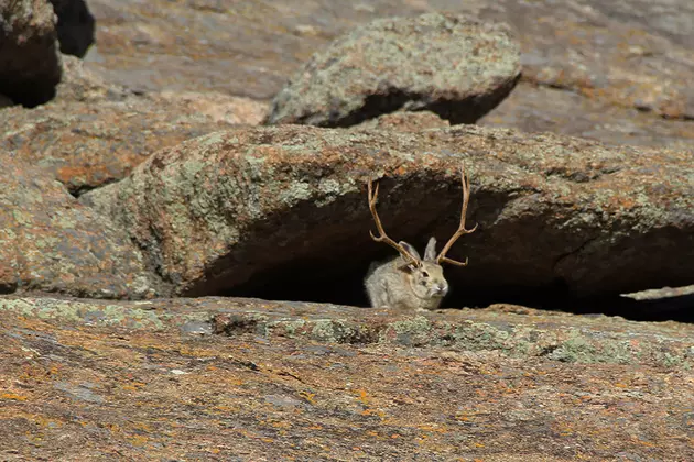 Hunting for the Elusive Wyoming Jackalope: A Hunter&#8217;s Tale