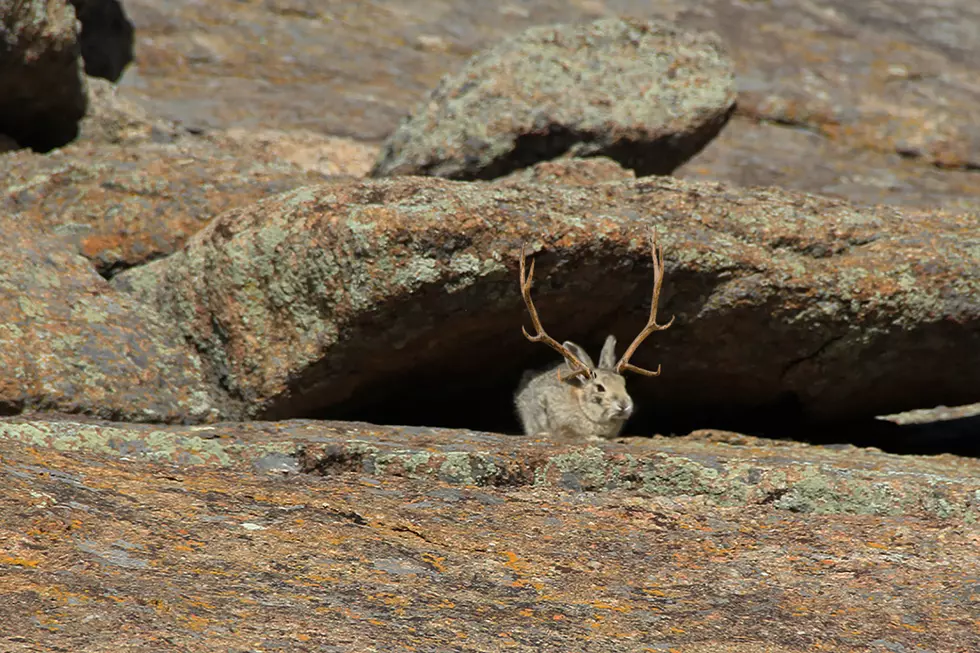 Hunting for the Elusive Wyoming Jackalope: A Hunter’s Tale