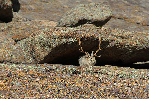 Hunting for the Elusive Wyoming Jackalope: A Hunter&#8217;s Tale