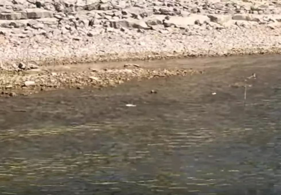 Shad Spawning at Glendo Reservoir is an Amazing Sight! [VIDEO]