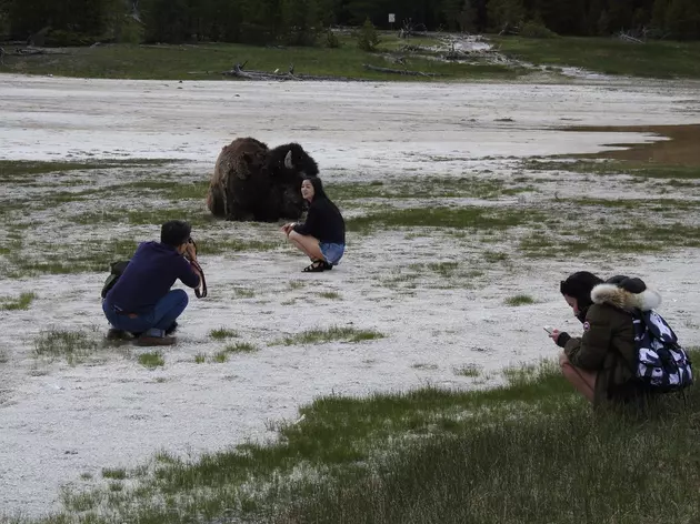 First &#8216;Tourons&#8217; Of The Season Spotted In Yellowstone National Park