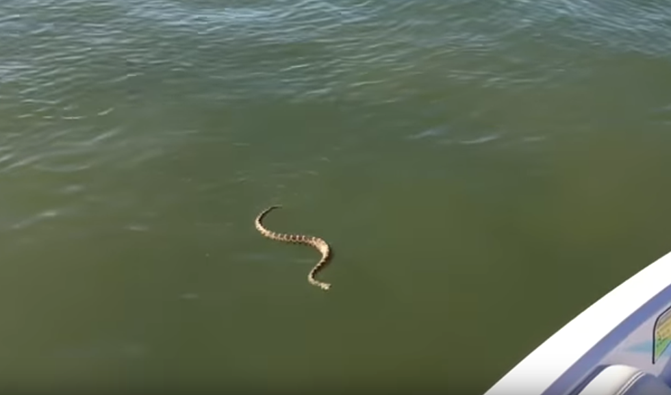 Rattlesnake Tries to Board a Boat! [VIDEO]