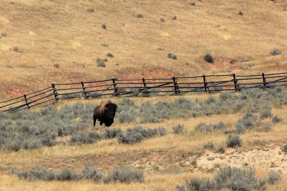 Do You Know Which Animals Are Native to Wyoming?