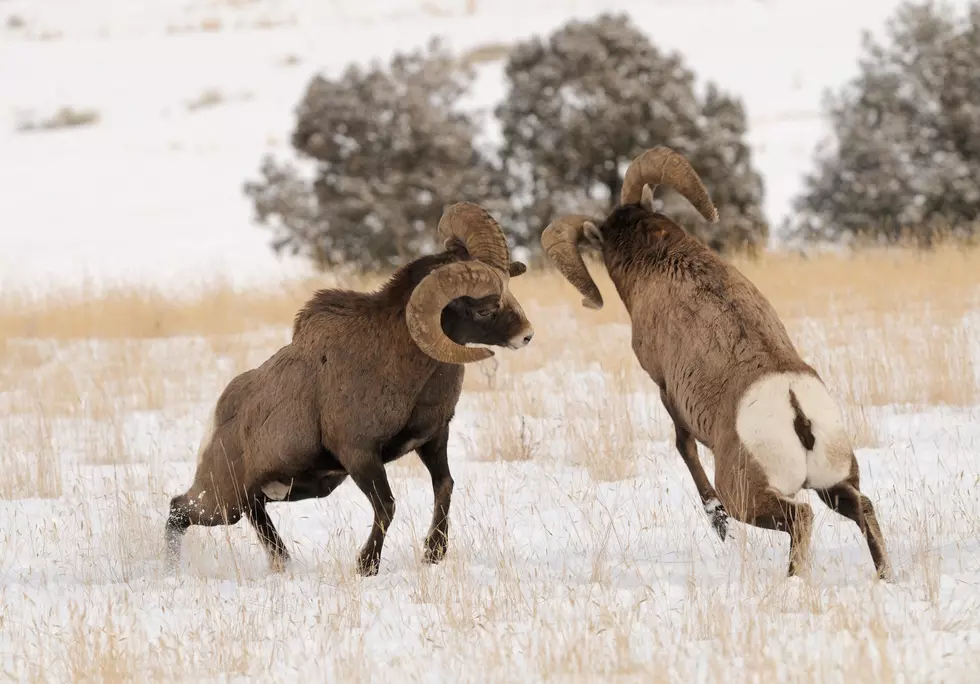 Spectacular Big Horn Ram Footage Captured In Wyoming [VIDEO]