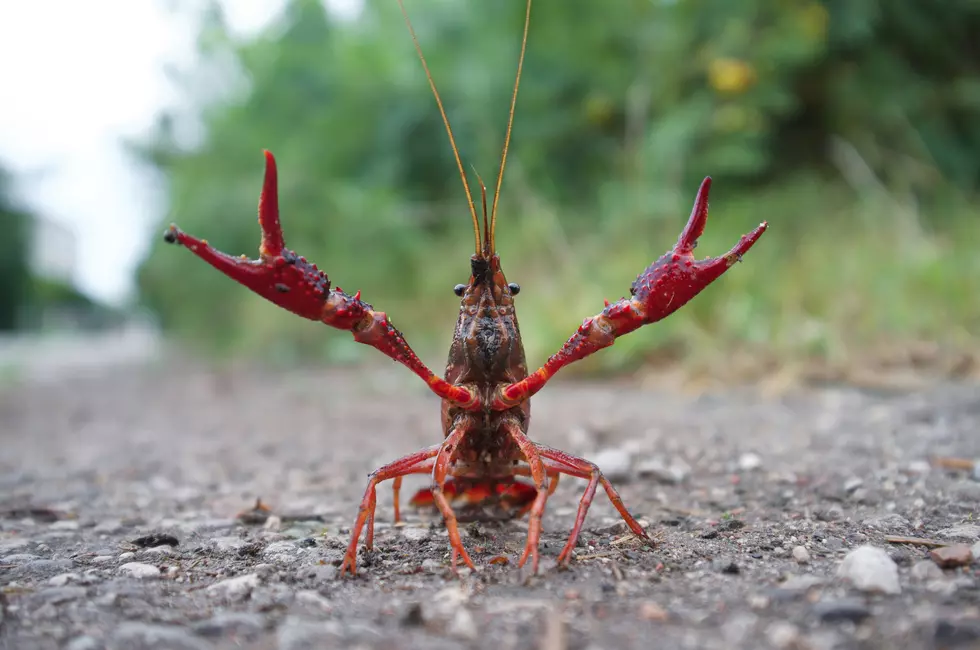 WYO's Crazy Crawfish