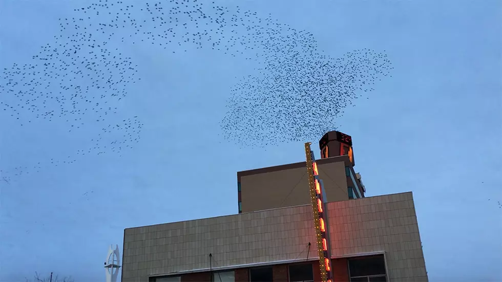 'Swarm' of Birds In Downtown Casper Are Mesmerizing To Watch