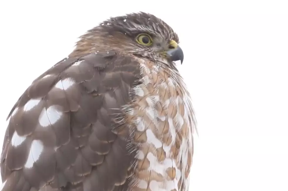 A Sharp-Shinned Hawk Feeds on Sparrow During a Wyoming Storm [VIDEO]