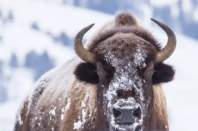 10 Awesome Wyoming Winter Experiences To Do Before You Kick The Bucket