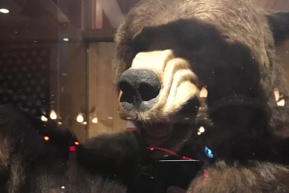 The Wyoming Man Who Killed a Grizzly Bear with His Hands and Teeth