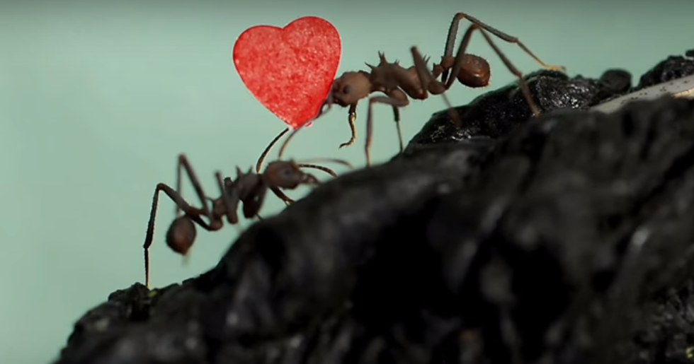 Ant Receives the World’s Smallest Valentine [VIDEO]