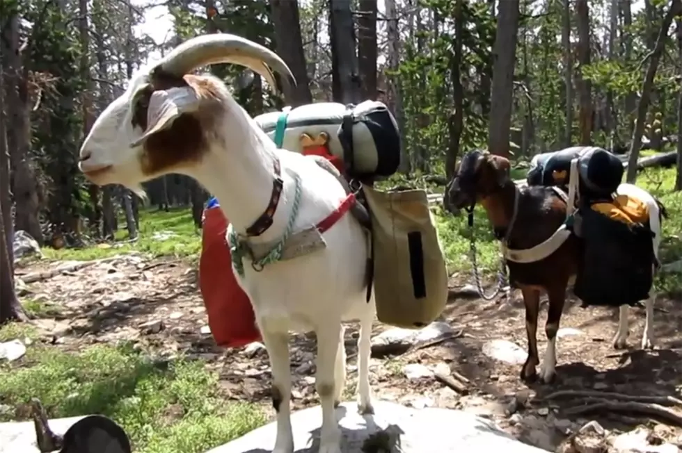 The New Wyoming Backpack: Goats