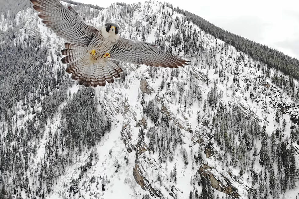 Dramatic Encounter as Falcon Almost Crashes Into Wyoming Drone [VIDEO]