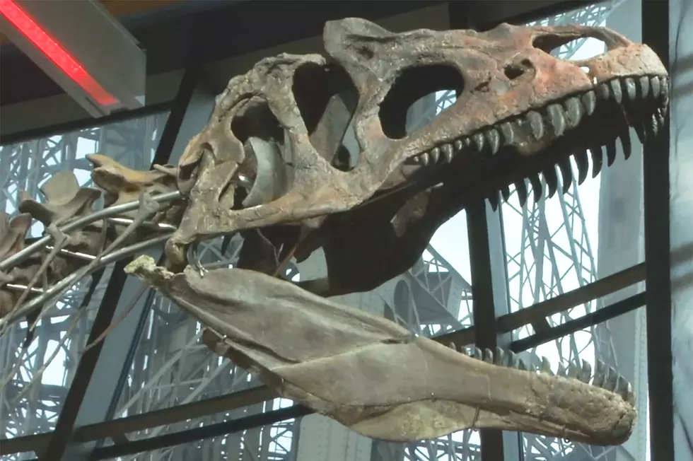 Dinosaur Skeleton from Wyoming Sells for $2.1 Million at Paris Auction