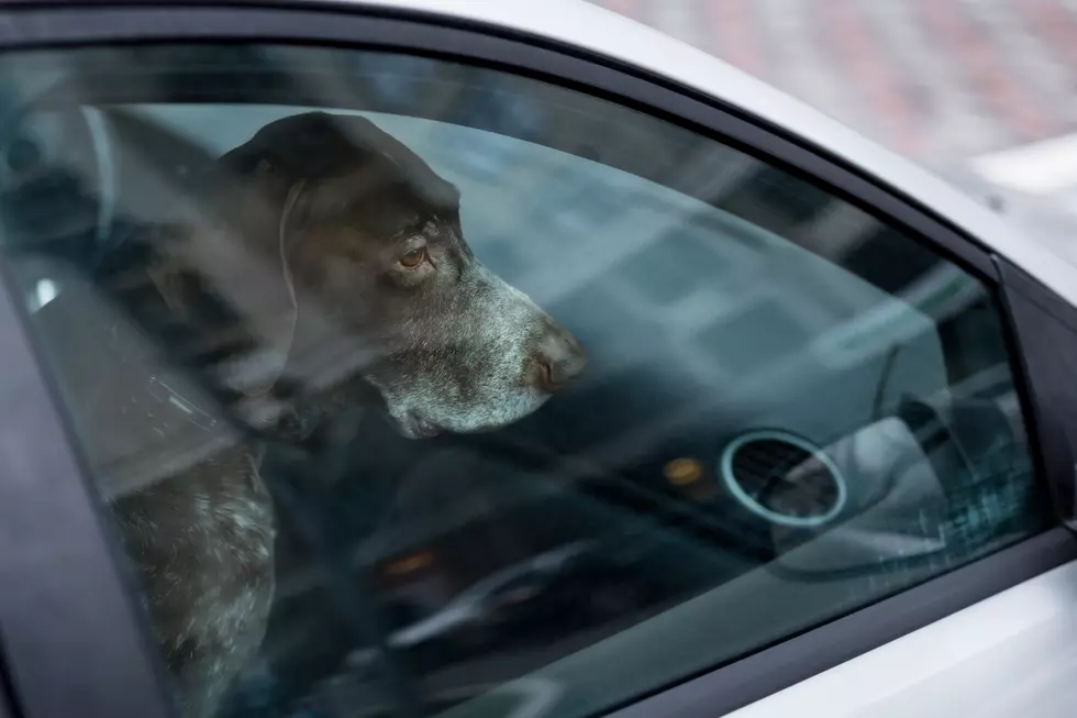 In Casper, Is It Illegal to Leave Your Pet in a Hot Car?