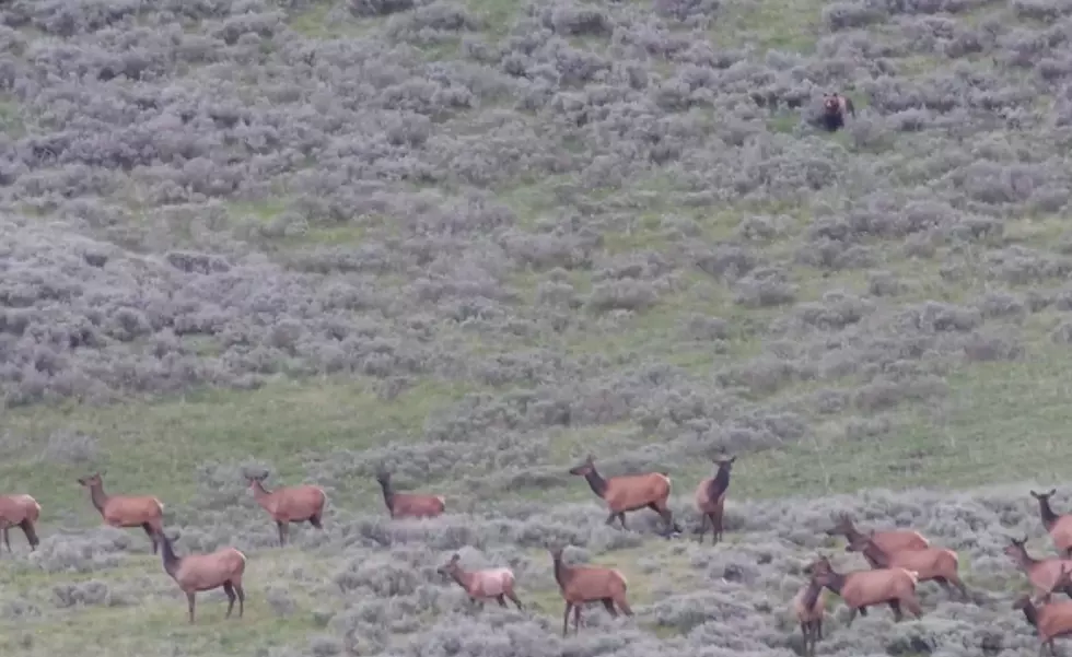 Let's Watch a Yellowstone Grizzly Try to Take Down a Herd of Elk