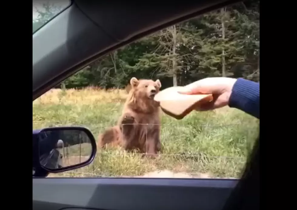 Please Stop Throwing Bread to Bears