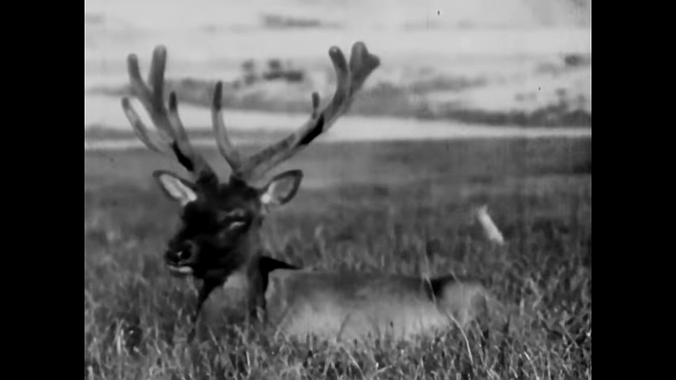 1939 Video About Wyoming Elk is as Retro as You Can Get