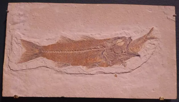 Ancient Wyoming Fish Bit Off More Than It Could Chew